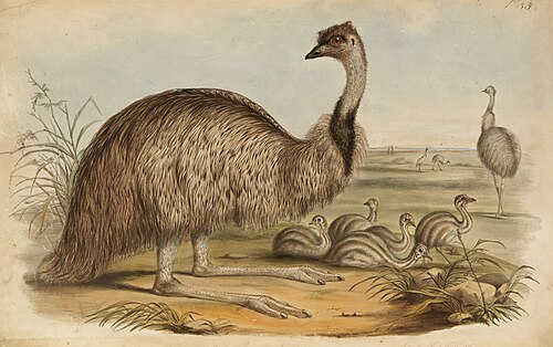 The Birds of Australia 1848